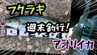 【週末釣行】10月初旬ジギングエギング