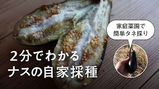 簡単！ナスのタネ採り【自家採種】【種取り】