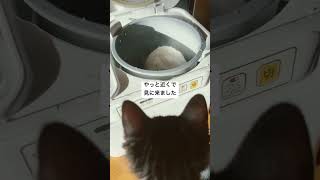 ちびとはなの成長日記#保護猫 #猫のいる暮らし #子猫 #cat