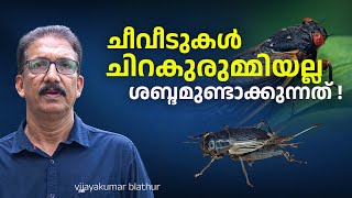 ചീവീടുകളെല്ലാം ചിറകുരുമ്മിയല്ല ഒച്ചയുണ്ടാക്കുന്നത്! Crickets , Cicadas making sounds differently