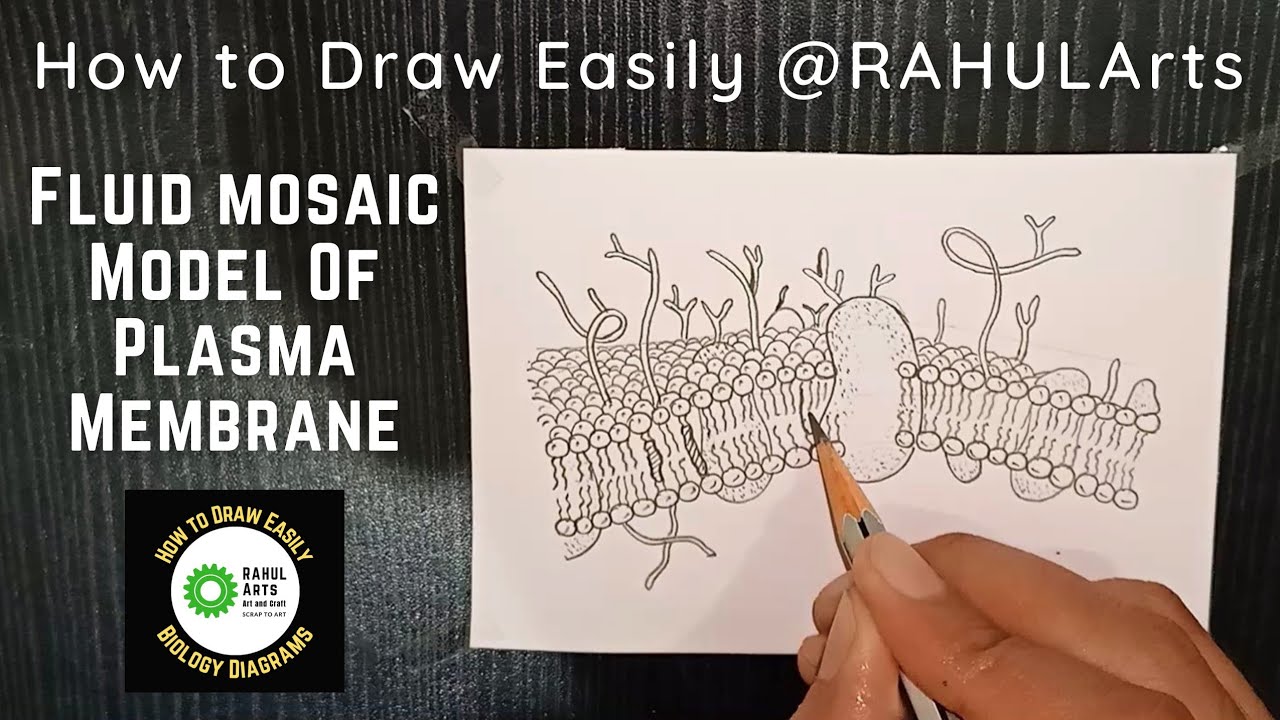 Fluid Mosaic Model Drawing