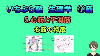 【いちぷら塾】生理学　11 筋　5 心筋と平滑筋　心筋の特徴