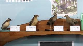 211029野鳥剝製展示高岡古城公園動物園自然資料館1 10