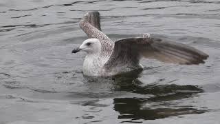 Young Herring Gull diving