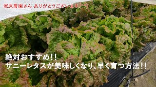 【塚原農園】絶対おすすめ‼　サニーレタス　美味しくて早く育つ方法