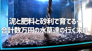 Can water plants grow in mud and gravel? #512【Aquarium