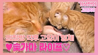 ‘찜질방 덕후’ 고양이 형제 천수×만수의 찜질 즐기기♡ I TV동물농장 (Animal Farm) | SBS Story