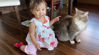 娘のテンションを上げる猫　ノルウェージャンフォレストキャット　Raise the mood of the daughter. Norwegian Forest Cat.