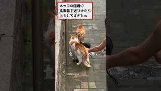 【2ch動物スレ】ネッコの喧嘩に拡声器を近づけたら面白すぎたw