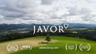 JAVOR - STROM ŽIVOTA (VELKÁ LHOTA | BESKYDY | DRON)