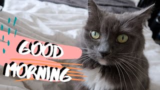 Cat Wants Morning Cuddles In Bed | Too CUTE