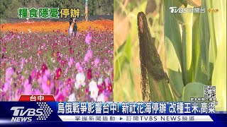 烏俄戰爭影響台中! 新社花海停辦「種玉米.高粱」｜TVBS新聞