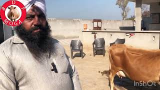 ਮੁੱਲ 31 ਹਜ਼ਾਰ 😜ਇੱਕੋ ਘਰੇ 8 ਗਾਵਾ ਸੇਲ-8 cow for sale (9-2-2024)