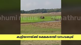 വെളളം കുടിക്കാനെത്തിയ കുട്ടിക്കൊമ്പൻ ചെളിയിൽ കുടുങ്ങി; രക്ഷകരായി വനംവകുപ്പ്