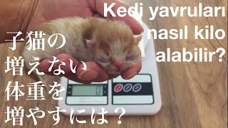 生まれたての子猫の体重の変化〜増えない体重の対処法は？ /   Kedi yavrularının kilo dataları  ve sağlıklı olması için öneriler.