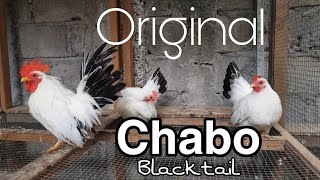 Cerita Sukses Ternak Ayam Chabo Blacktail, Ayam Hias Unik Dari Jepang.