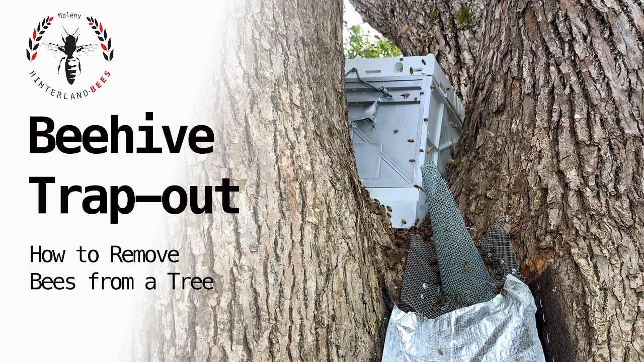 BEEHIVE TRAP-OUT: How To Remove Bees From A Tree - YouTube