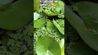 ഞങ്ങളുടെ ചെറിയ താമര കുളം🪷 #lotus #ponds #shortsvideo