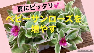 【多肉植物】夏にピッタリ✨斑入りベビーサンローズを増やす💕　　　　　2021.7.2 　　　　　　