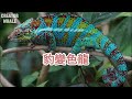 《動物奧祕 animal mysteries》— 變色龍 chameleon 變色不是為了偽裝 變色看心情 眼球能各自獨立轉動 舌頭長度是身體的兩倍