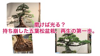 盆栽　五葉松　持ち崩した黒松台の古木を再生させます。#盆栽　#bonsai  #五葉松