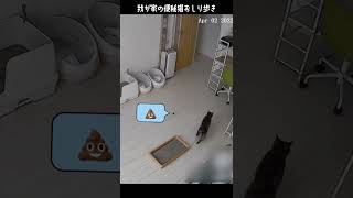 猫のおしり歩き お掃除必須 #Shorts