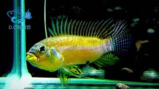 5/7【DC短鯛坊】W黑喉公主短鯛 No.I10【DwarfCichlids】@dcasfish