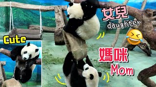 圓圓,圓寶一起嗨玩甜甜圈好可愛,寶表演甜甜圈芭蕾玩得超開心Giant Panda Mom \u0026 daughter played the donut toy happily,Yuan Bao,圆宝,圆圆