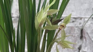 “雨水”淋兰花，方法用对了，开花多生长旺