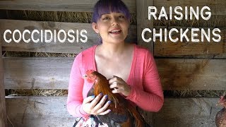 Do Chicks Need Medicated Feed? | Chicken Vlog 6