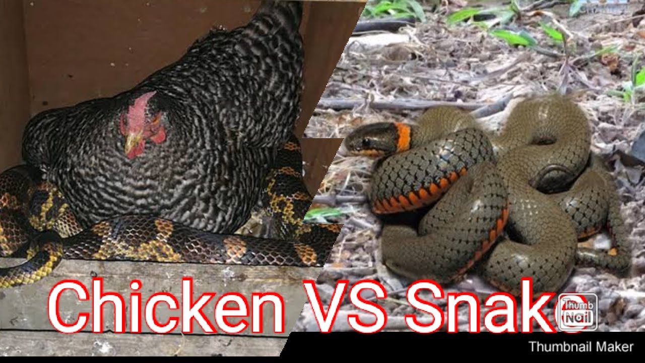 Chicken VS Snake - YouTube