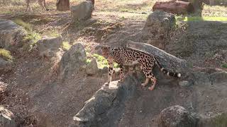 キングチーター　イブキのスプレー集　多摩動物公園