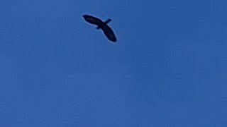 עוף דורס בשמי רחוב הרב מיימון בחיפה A bird of prey in the sky of Rabbi Maimon Street