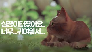 아기 고양이에 합법적으로 빙의할 수 있는 게임｜스트레이｜베이비하품