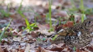 トラツグミ　トラダンス