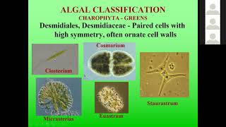 Algal Identification with Methods