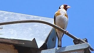 Stehlík obecný - The European goldfinch (Carduelis carduelis)