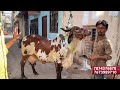 హైద్రాబాద్ లో ఈ వారం గిరీ ఆవులు ధరలు gir cows in hyderabad market