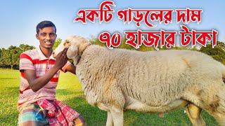 একটি গাড়লের দাম ৭০ হাজার টাকা|| ছাগল নাকি গাড়ল কোনটি পালন করবেন|| গাড়ল পালনে লাভ লস