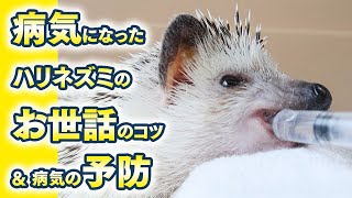 【ハリネズミ】病気の子のお世話＆病気の予防