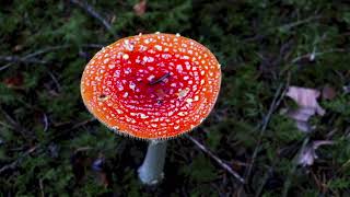 Découverte | Le langage des champignons