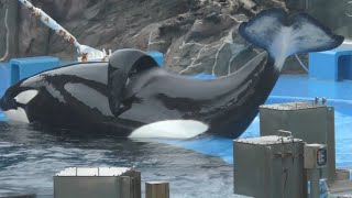 シャチ　アースくんとリンちゃん　上陸シーンです　【名古屋港水族館】Killer whale Earth-kun Rin-chan Nagoya Aquarium