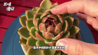 多肉植物｜东云系再学习：白蜡东云和金蜡东云；最近的温度下东云系美极了