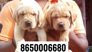 Patna dog Labrador for sale at 8650006680 in Patna Bihar , Jharkhand  Pet shop , Dog House Pet care