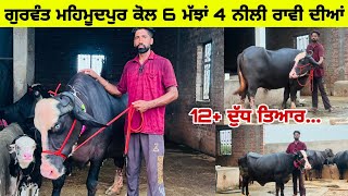 ਗੁਰਵੰਤ ਮਹਿਮੂਦਪੁਰ ਕੋਲ 6 ਮੱਝਾਂ ਨੀਲੀ ਰਾਵੀ 4 ਮੱਝਾਂ ਵਿਕਾਉ। ਪਿੰਡ ਮਹਿਮੂਦਪੁਰ। ਪੱਟੀ। ਤਰਨਤਾਰਨ