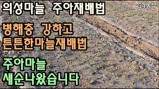 의성마늘 주아재배방법 주아마늘새싹나왔습니다 병해충에강하고 좋은마늘만드는방법