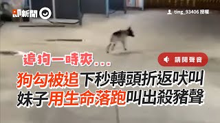 狗被追下秒折返吠叫　妹子嚇爆叫出殺豬聲｜搞笑｜動物｜追狗｜精選影片