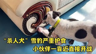 “杀人犬”雪豹严重护食，小伙伴一靠近直接开战，现场看着真激烈