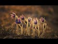 💚🎵 Sam Garrett, Molly Mendoza - ROOT DOWN DEEP