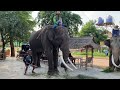 นาทีวัดใจ❗️เสือขี่พลายเเซมซั่นไปร้านก๋วยเตี๋ยว❓elephant